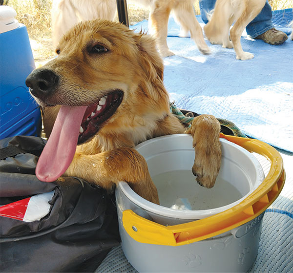 Special Feature: The Goldens Rule: Rescue A Golden of Arizona