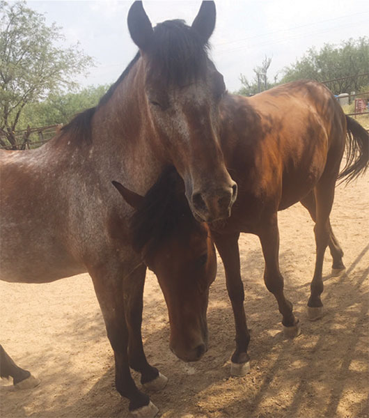 Horsin Around: Voices Whisper in the Desert: Equine Voices Horse Rescue