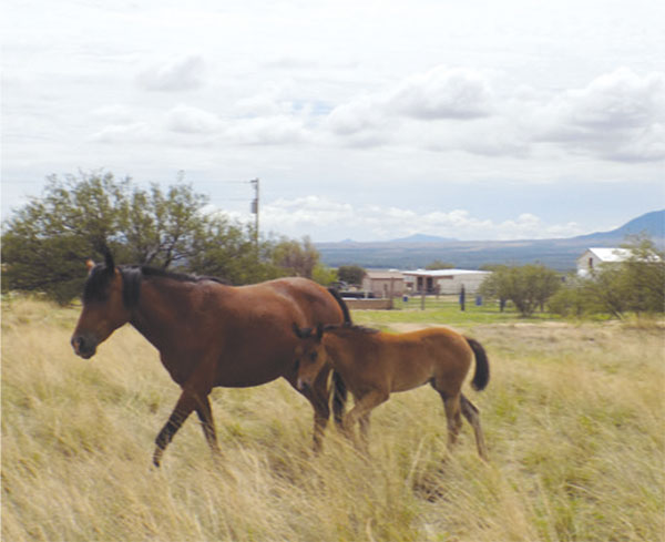 Horsin Around: A Home Where Horses Can Be Horses