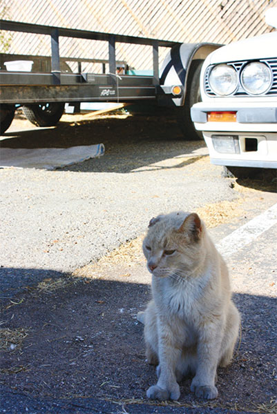 Kitty Korner: ABC’s of TNR: Tucson Guide to Community Cats