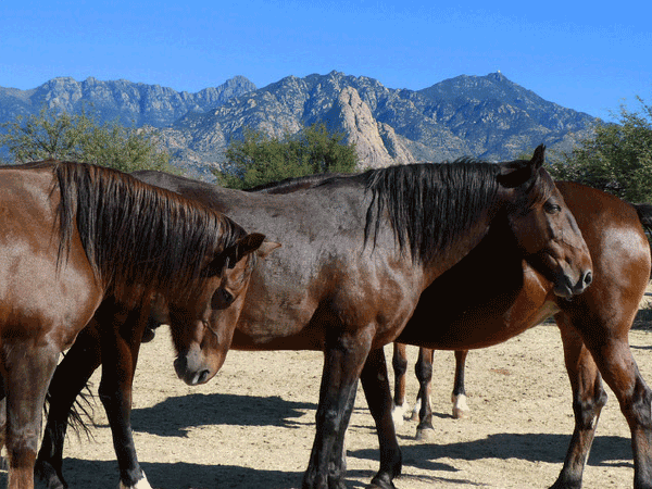 15 Successful Years and Counting: Equine Voices Rescue and Sanctuary
