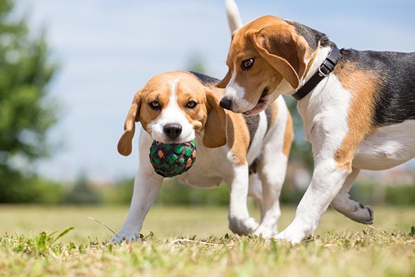 Training: Dog Parks and Socialization