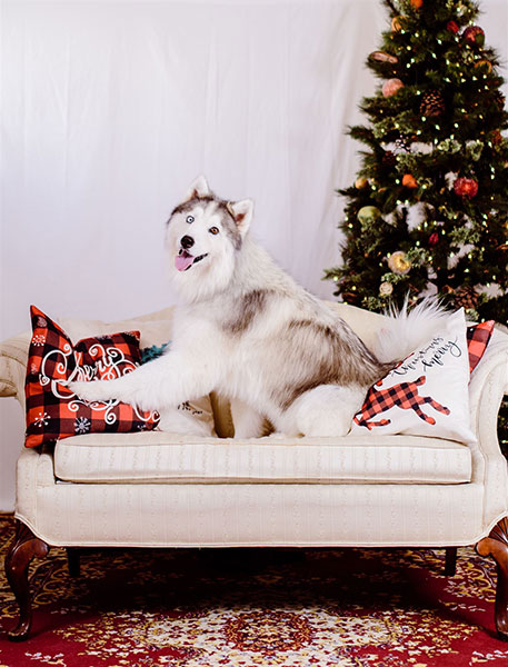 Holiday Cover Dog Contest Winners