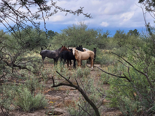 Wild Horse Haven Rescue: A Man And His Wild Horses Changes The Lives Of Those With PTSD