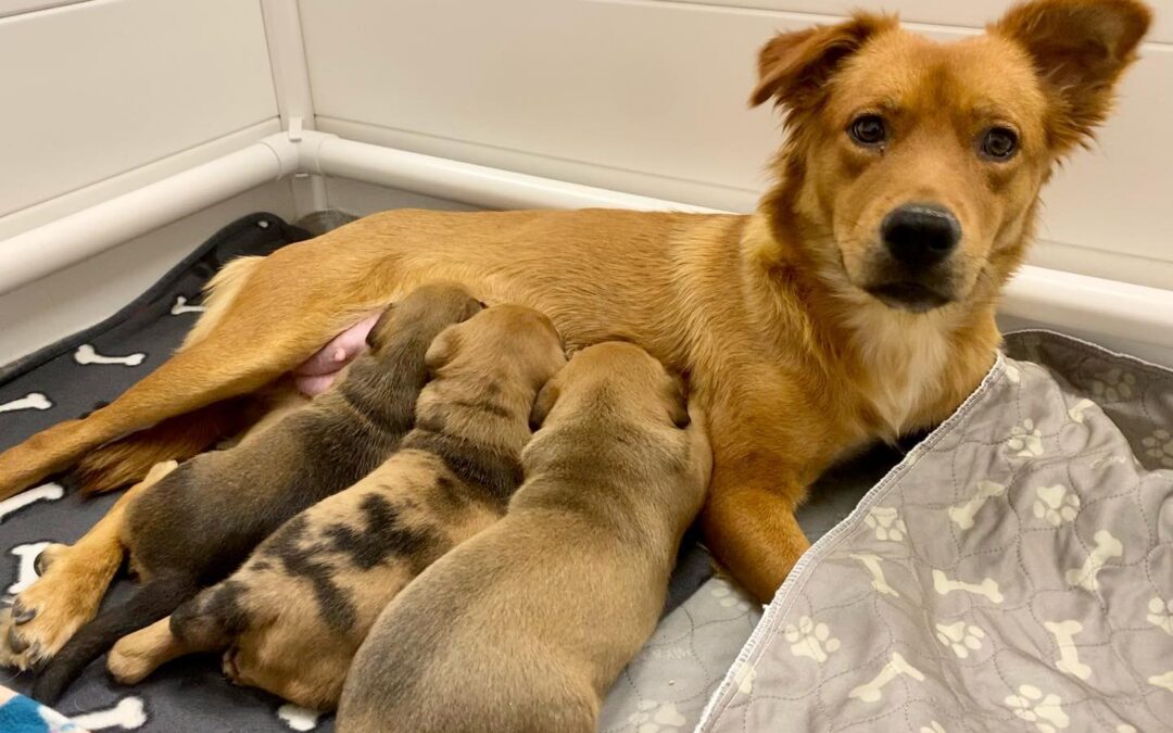 Precious Time Dogs Steps Up For Pups in Need