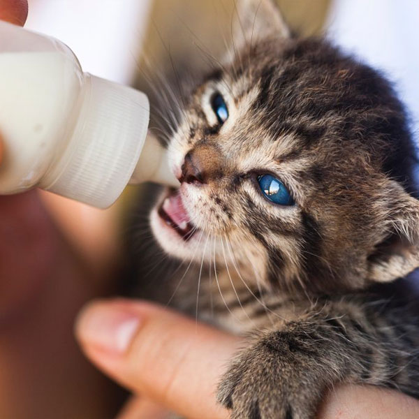 How to Become a Kitten Season Superhero: Fostering with PACC at a Critical Time