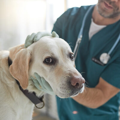 The Great Veterinary Shortage of 2022.  How Does it Affect You and Your Pet?