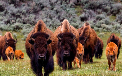 grand canyon bison