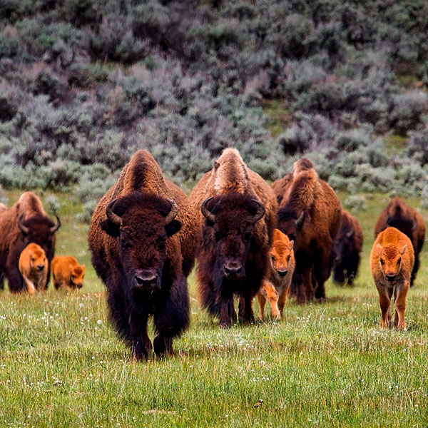 Ninjas of the Forest, The Relocation of the Grand Canyon Bison