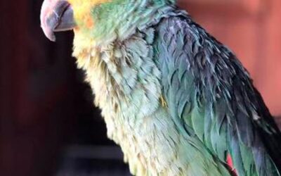 Tucson Avian Rescues Provide Much-Needed Sanctuaries for Surrendered and Neglected Birds