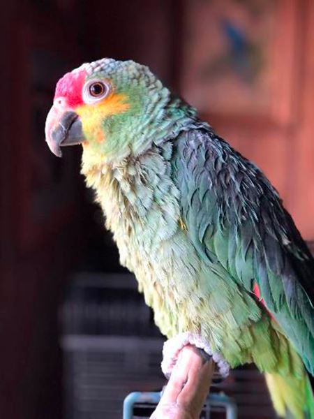 Tucson Avian Rescues Provide Much-Needed Sanctuaries for Surrendered and Neglected Birds