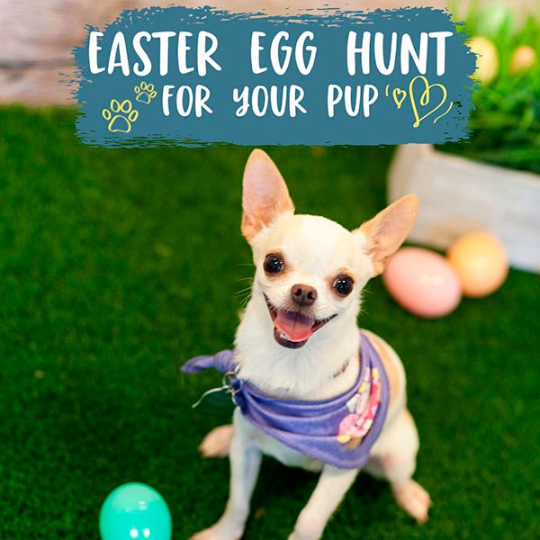 Easter Egg Hunt For Your Pup