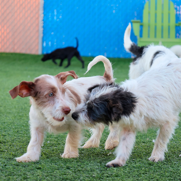 Hold on to your hats, it’s Puppy Season in Tucson once again!