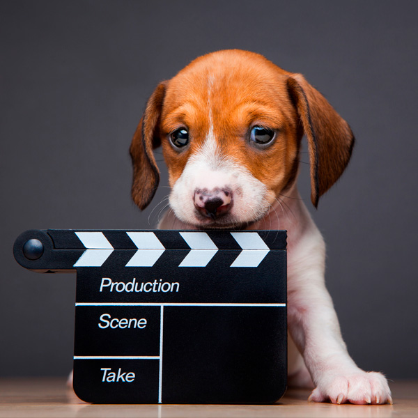 No Animals Were Harmed. . . How American Humane Got Involved in Movies