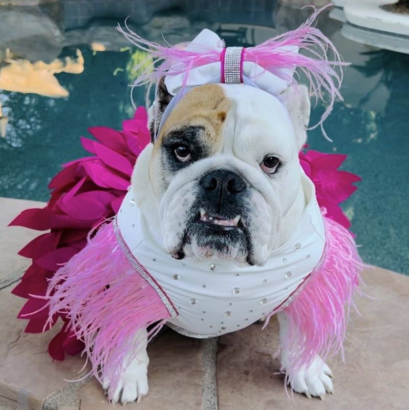 Cover dog contest Stella T