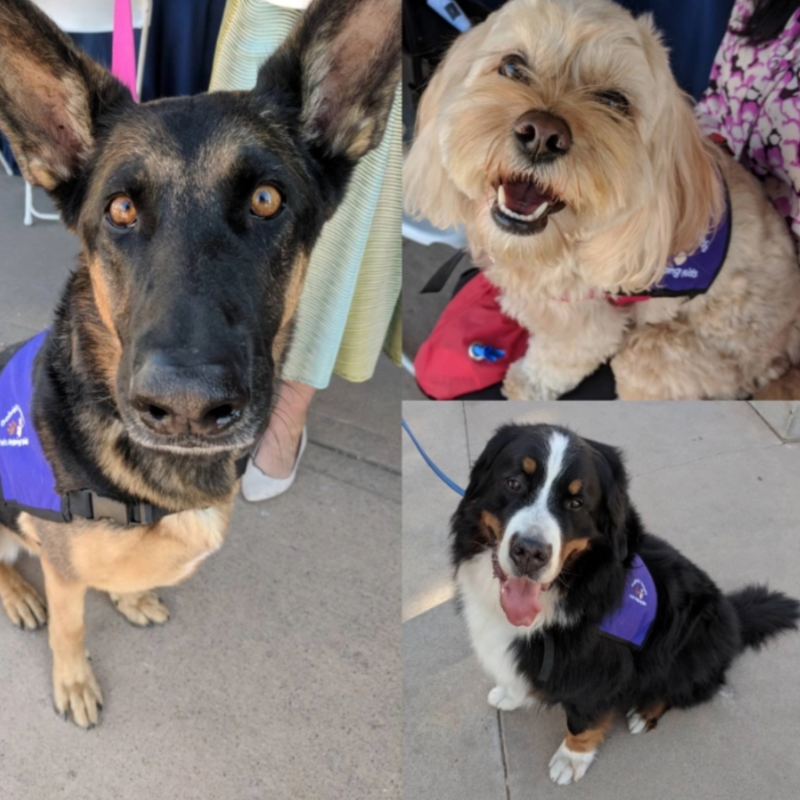 Gabriel's Angels Dogs