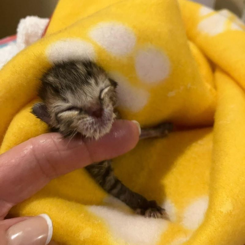 TALGV Cuddlebug