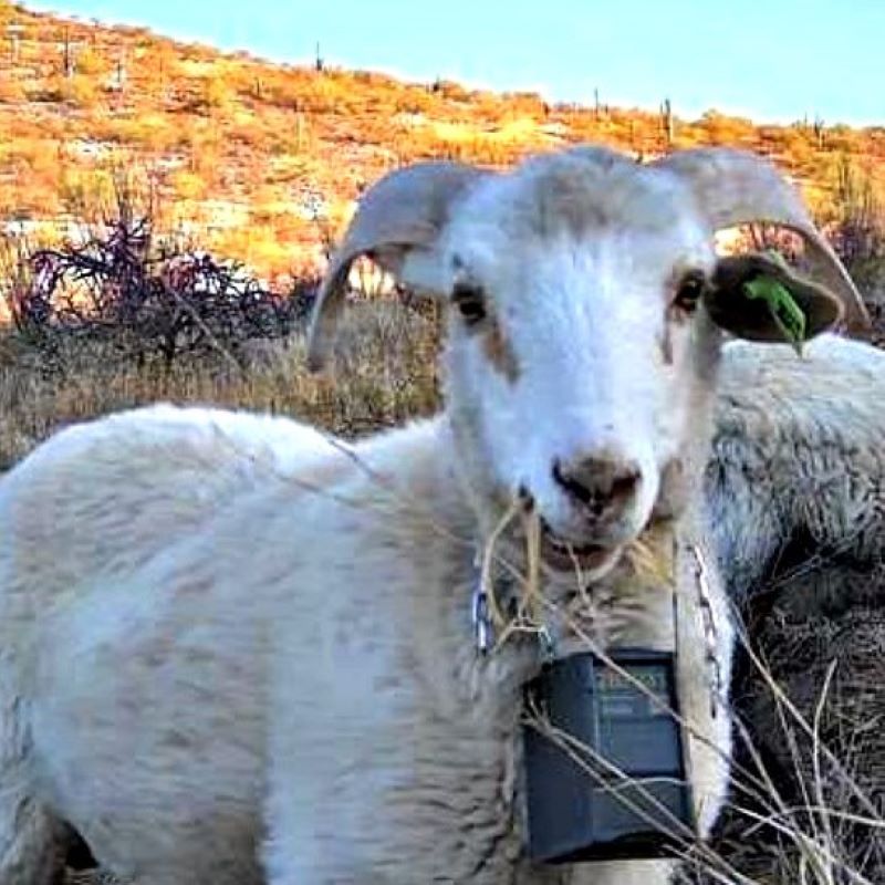 Eco-Friendly “Lambscaping” Enlisted in the Battle Against Wildfires in Southern Arizona