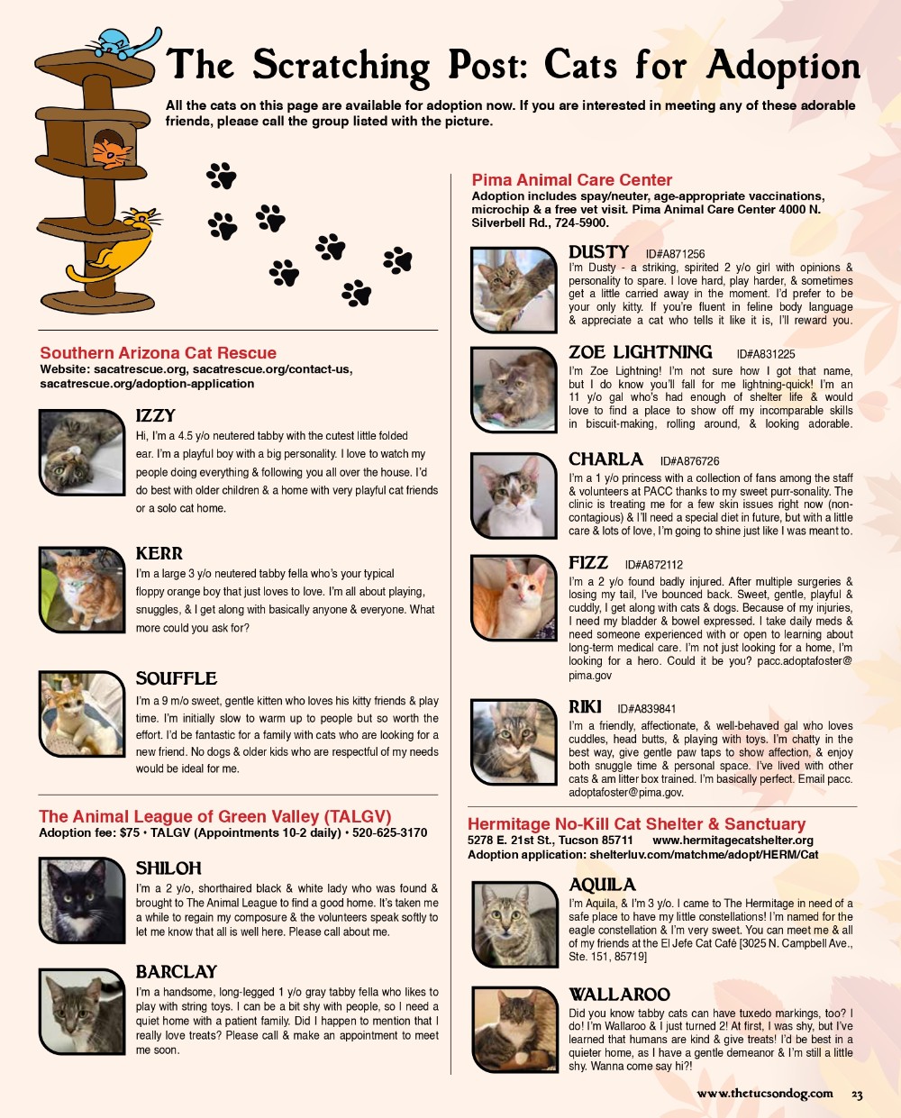The Scratching Post Cats For Adoption September 2025