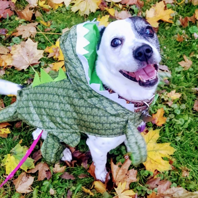Zoey Dogtoberfest