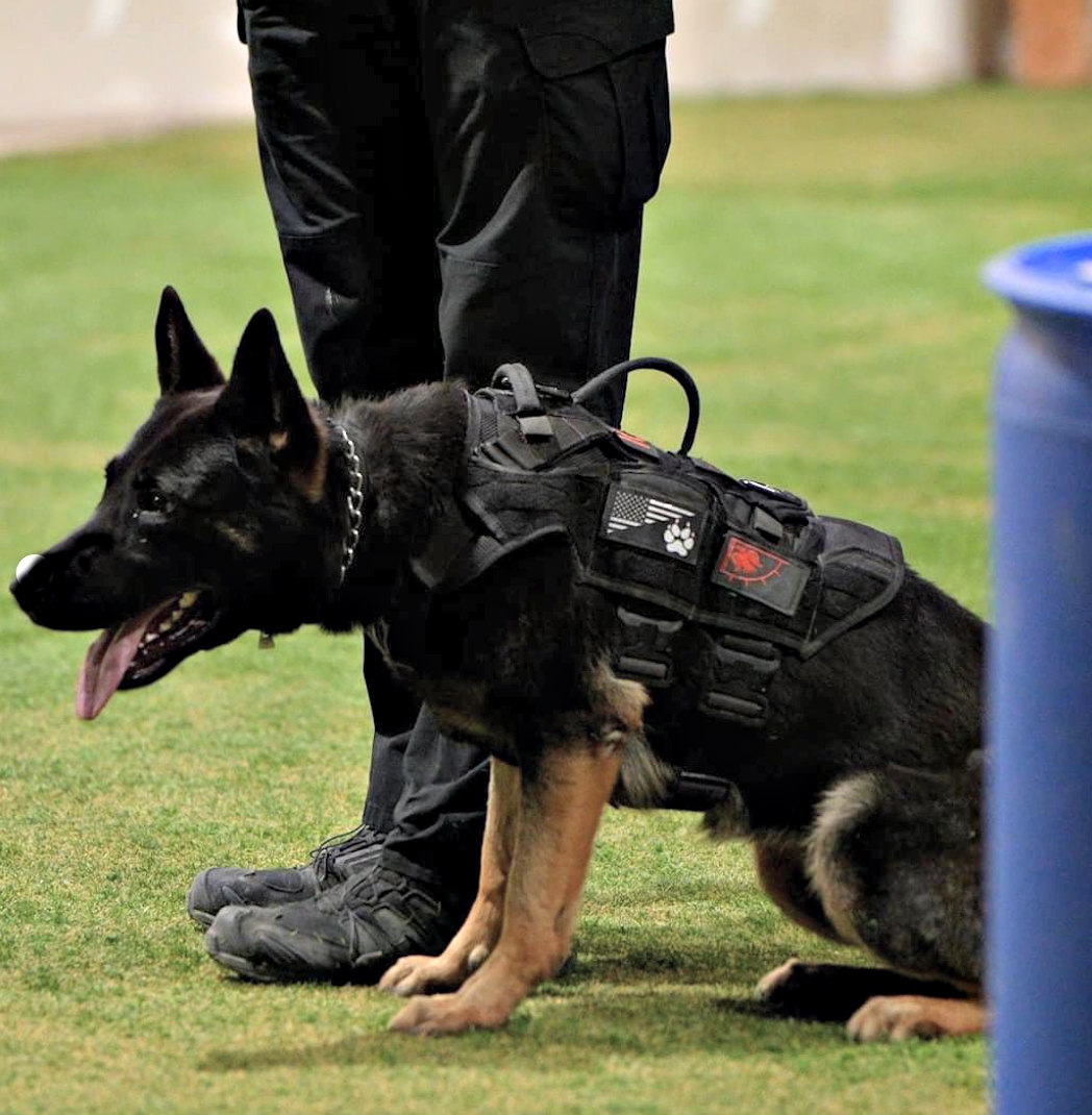 TPD Raven in training