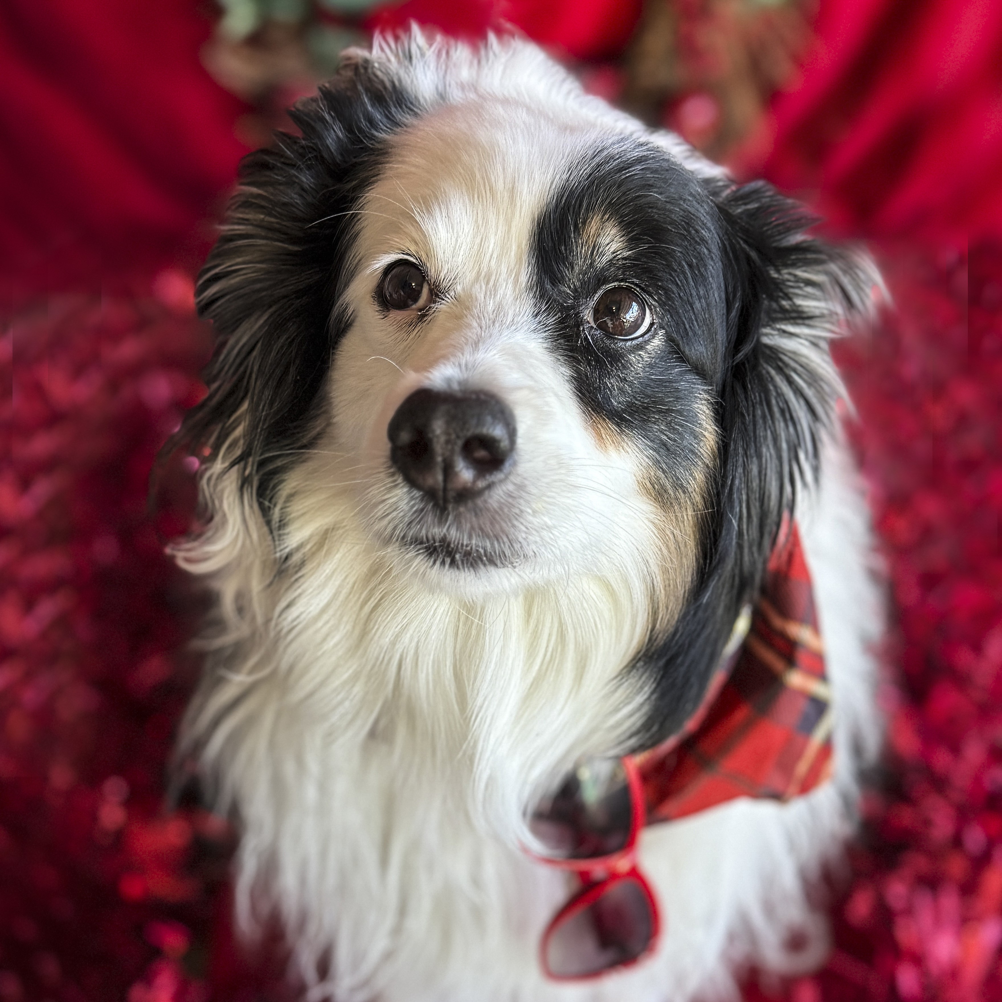 Introducing The Ravishing Trixie! 7th Annual Holiday Cover Dog Contest Winner!
