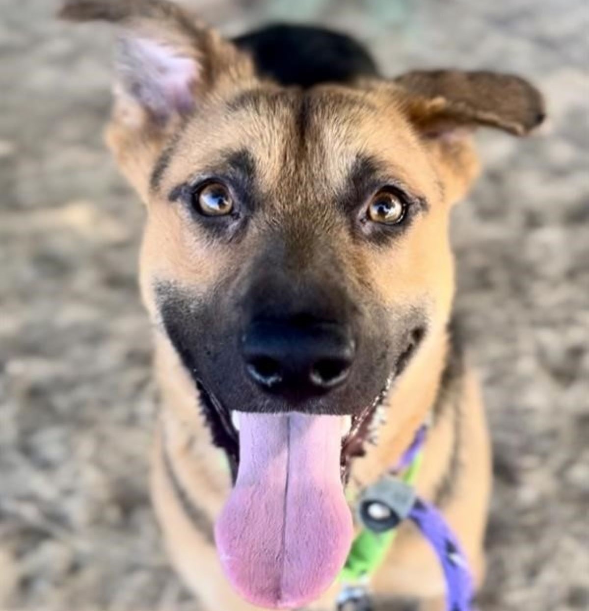 Directors Desk Brynn A863416 Go to www.pima.gov Shelter-Dogs