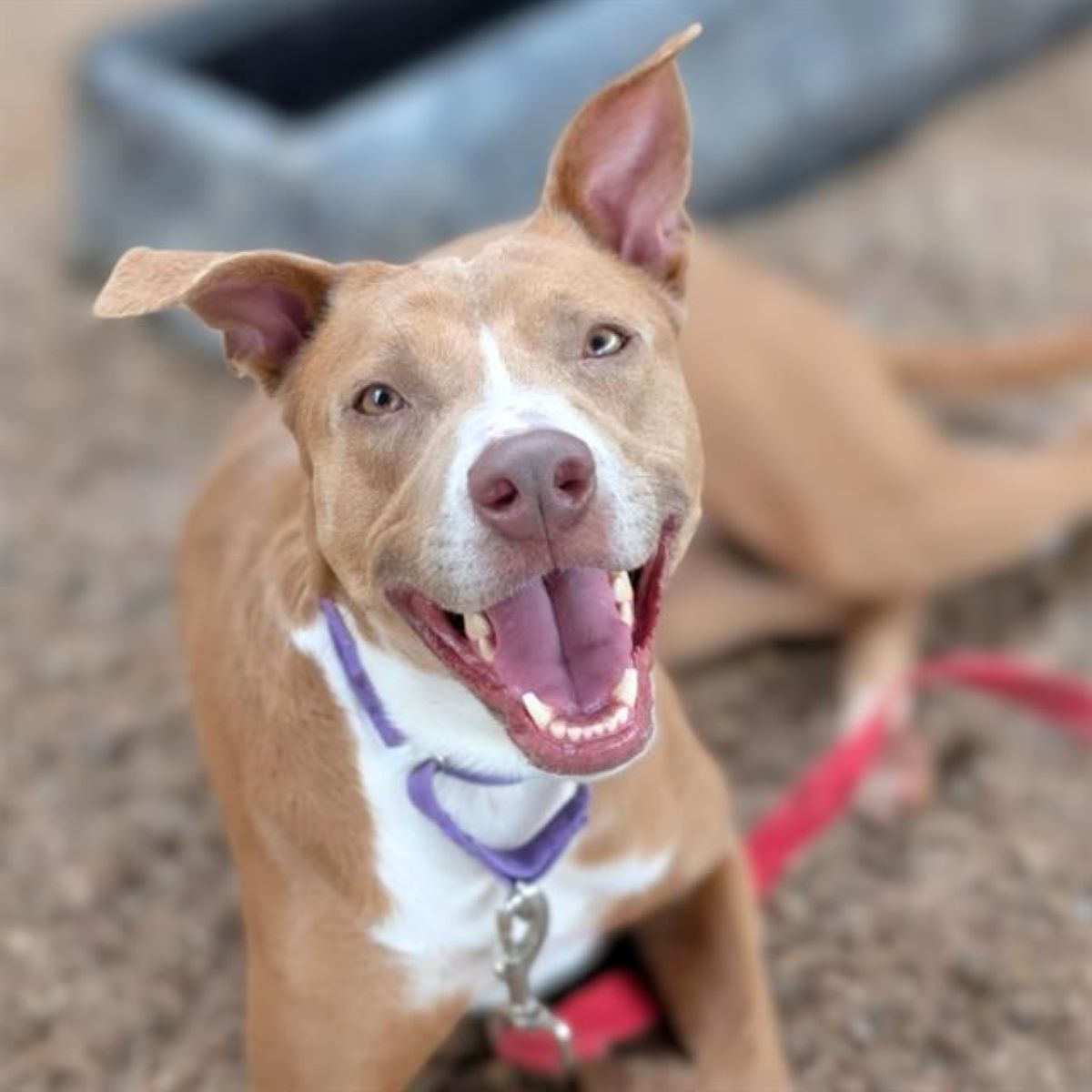 The Secret Life of PACC: Behind the Scenes of Lifesaving