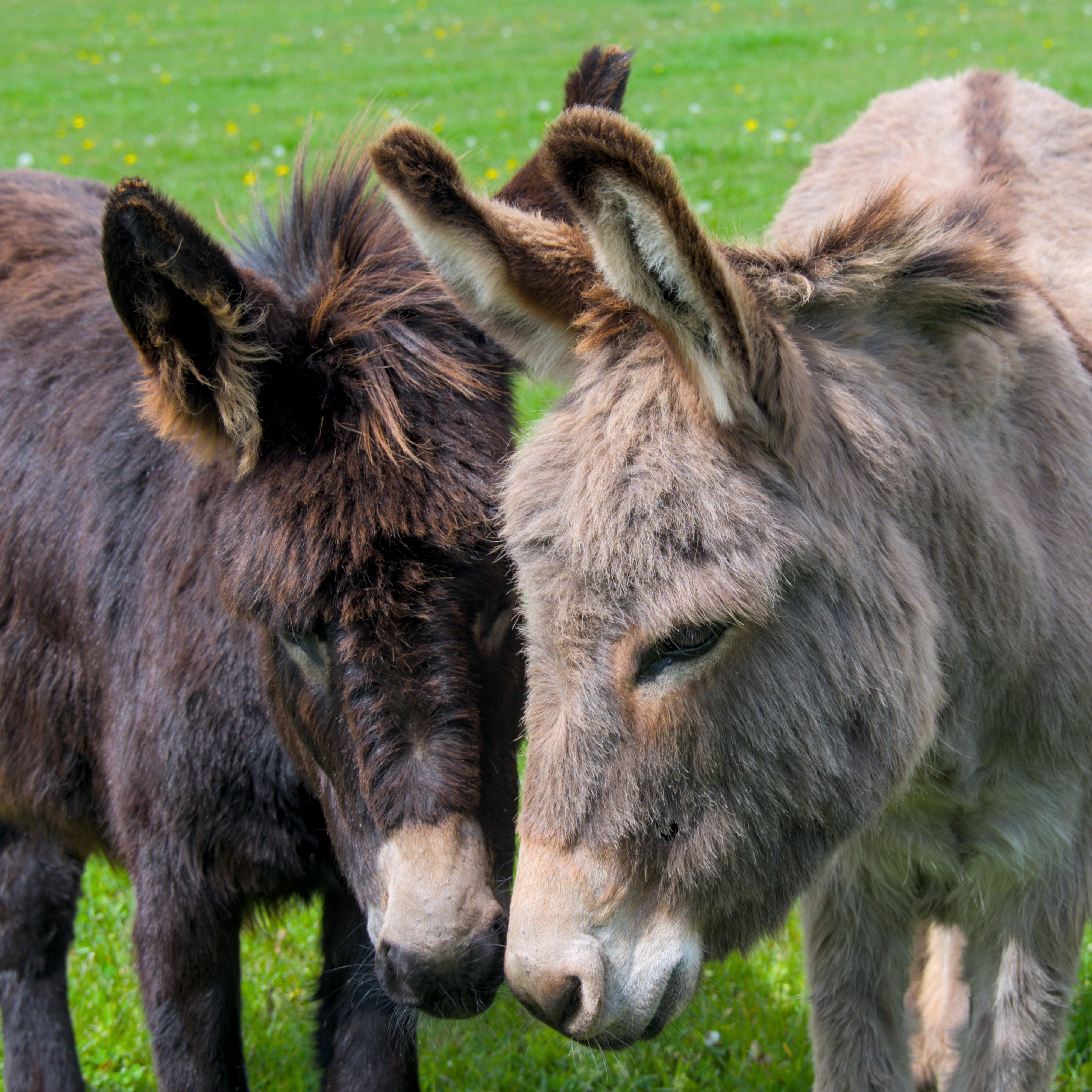 Healing With Hooves: The Therapeutic Power of Donkeys