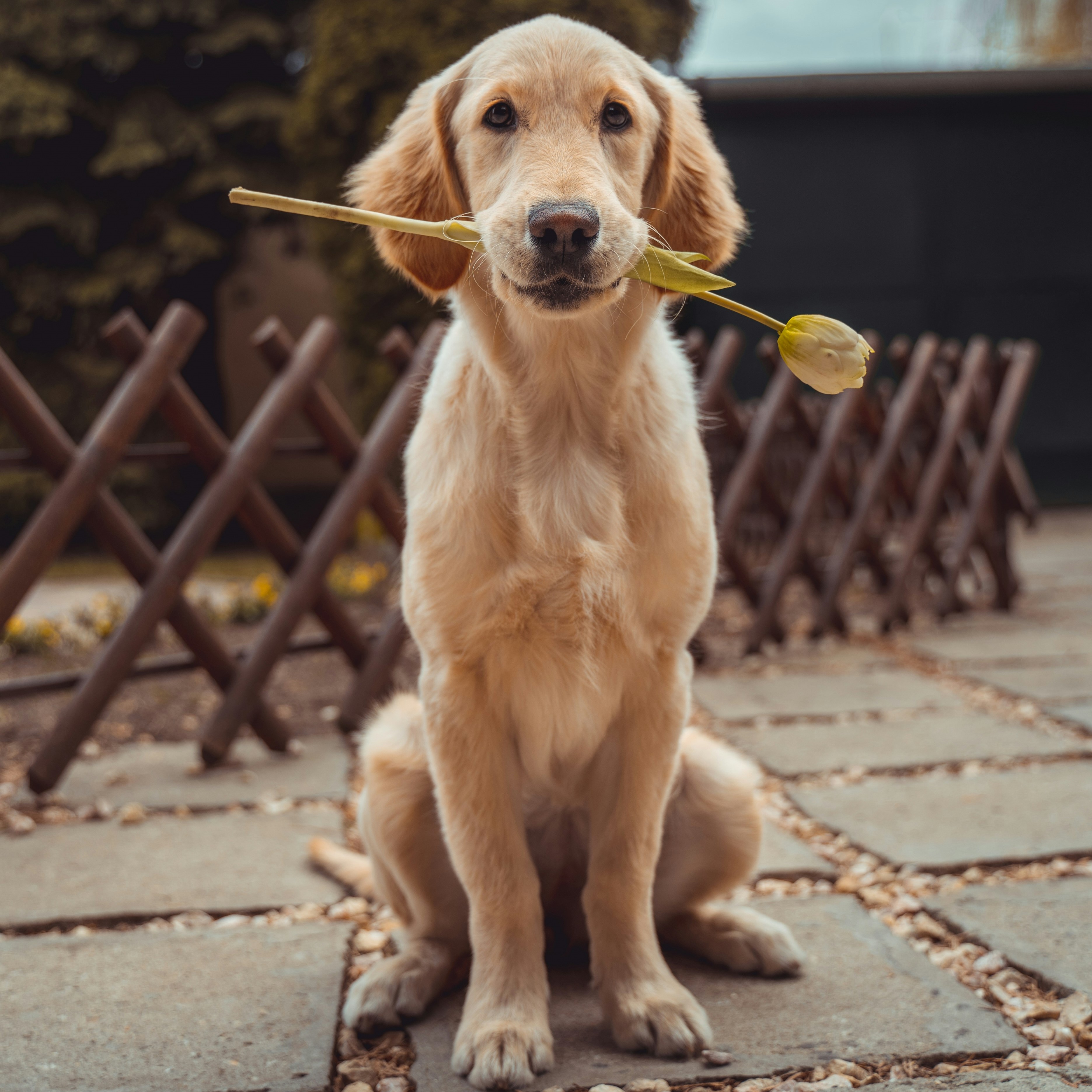 Food Banks Aren’t Just for People:  How the Southern Arizona Animal Food Bank is Keeping Pets Fed