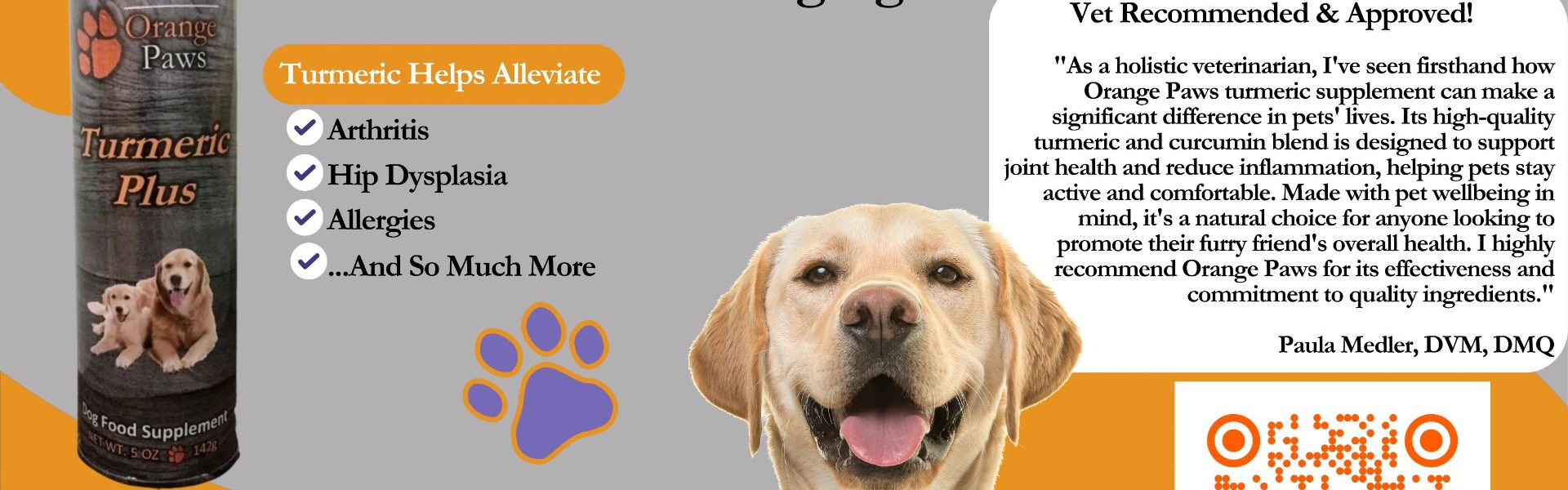Help Your Old Dog Feel Young Again Help Your Old Dog Feel Young Again
