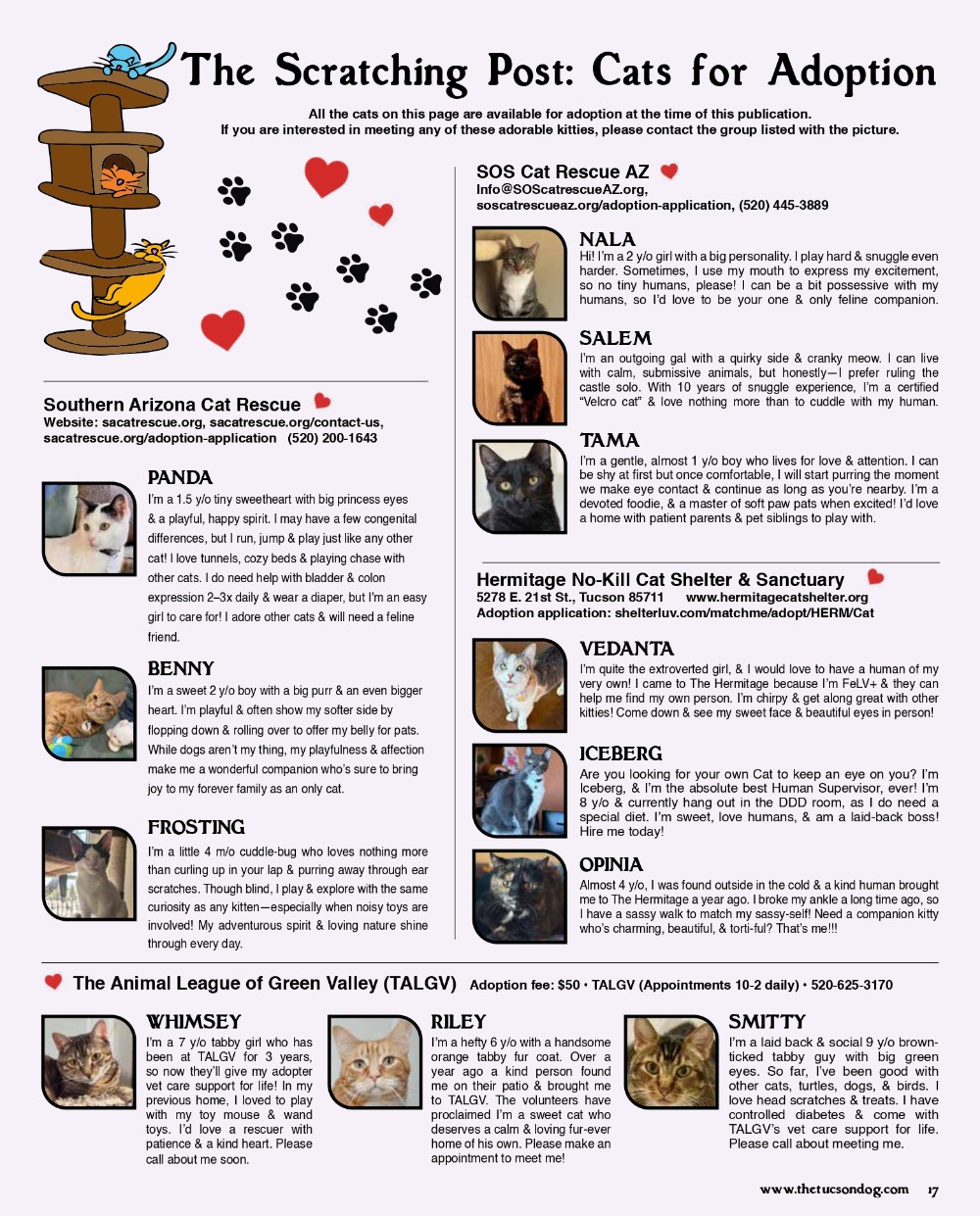 The Scratching Post Cats For Adoption September 2025