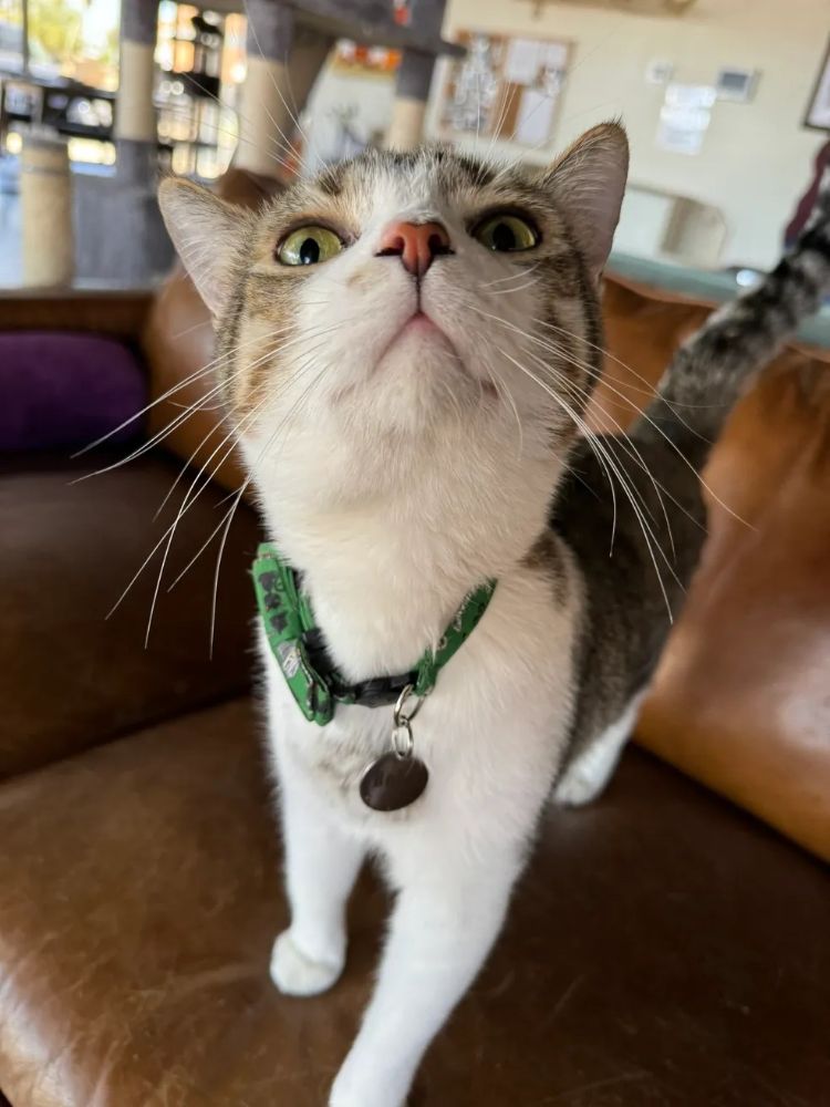 Hunters Kitten Lounge 1