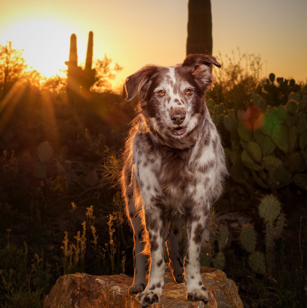 Woofstock Cover Dog Contest Winner The One and Only Pi!