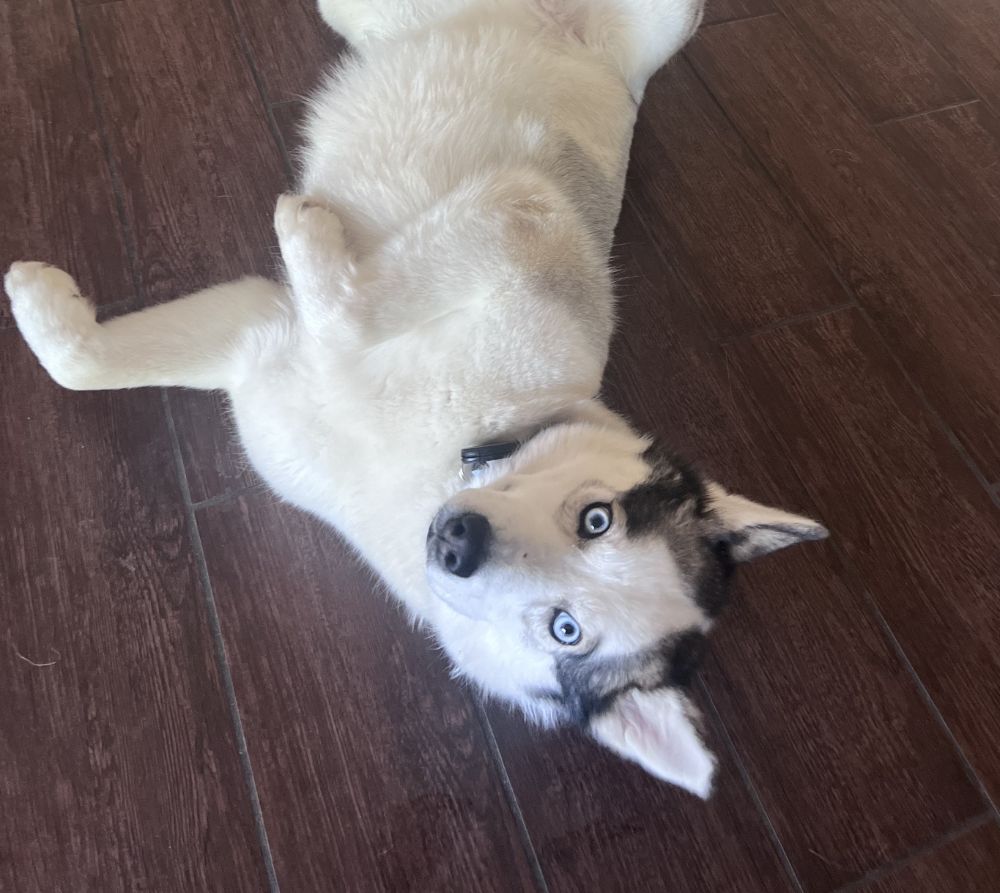 Sasha Cover Dog Entry 1