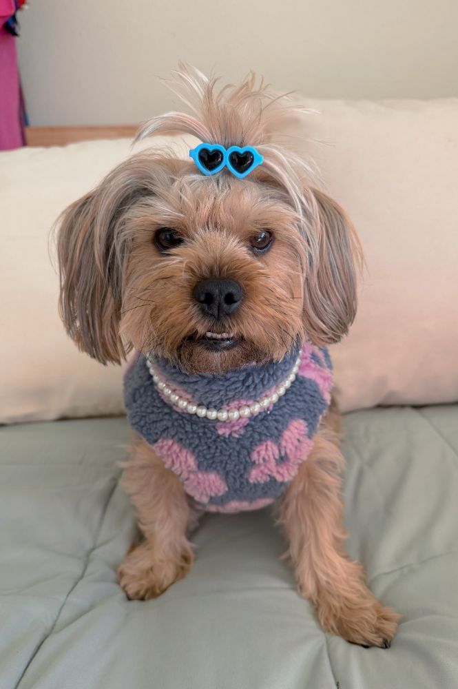 Shelby Cover Dog runner up3