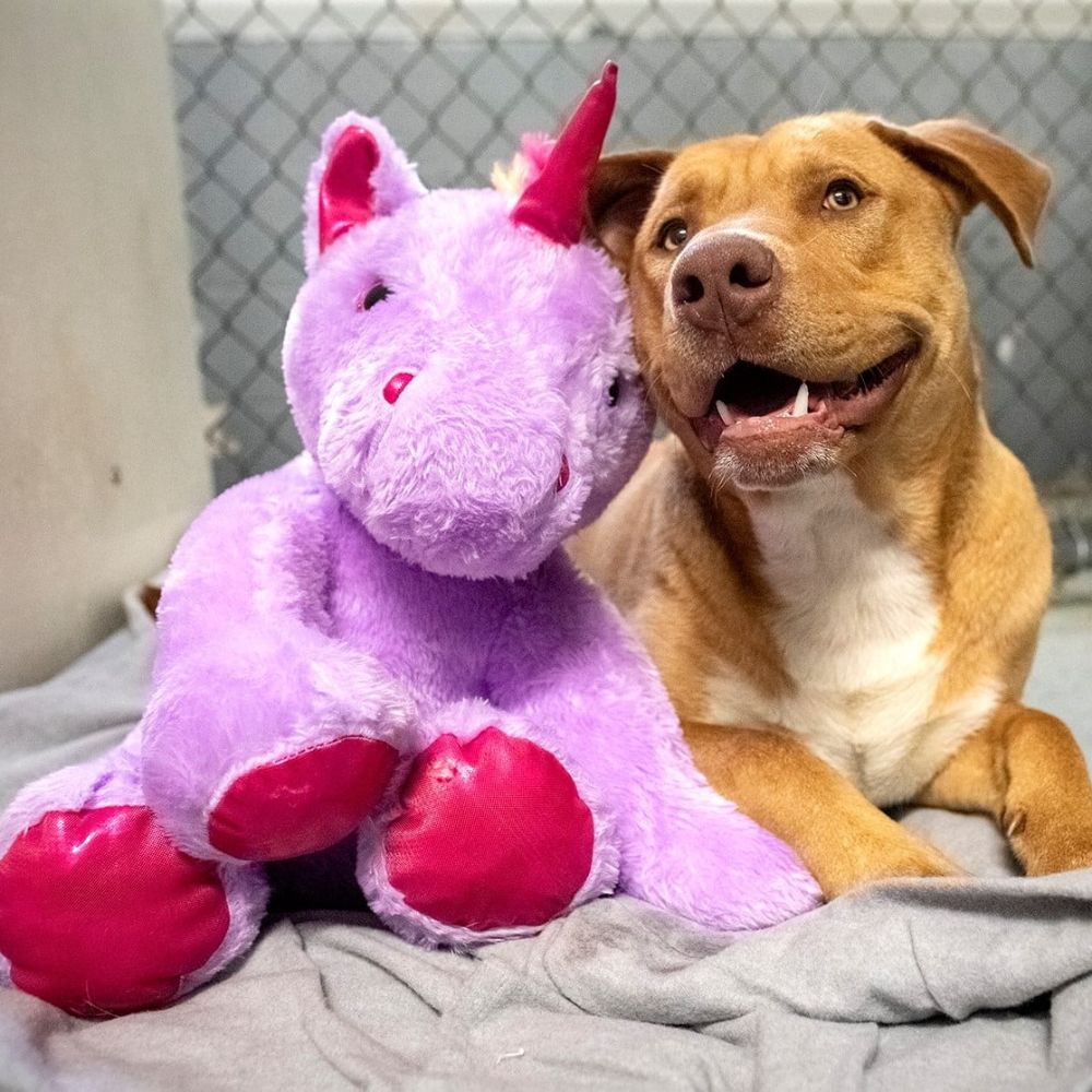 Sisu and his purple pal 2