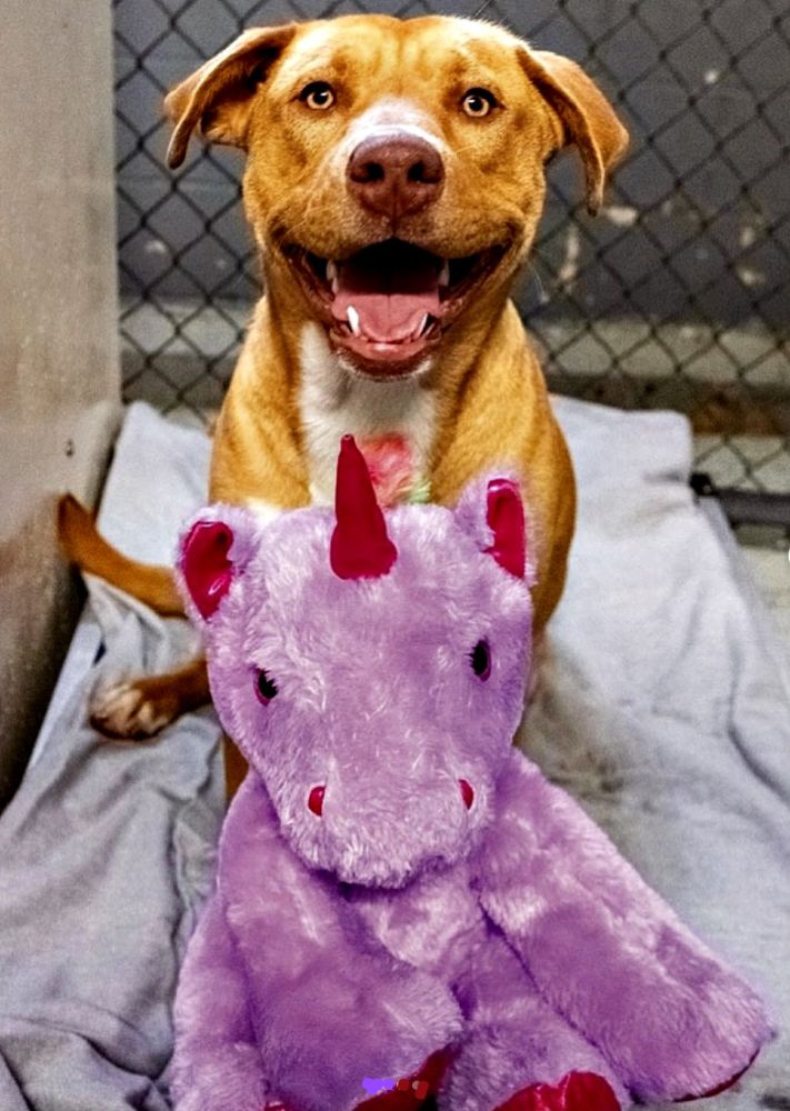 Sisu and his purple pal 4