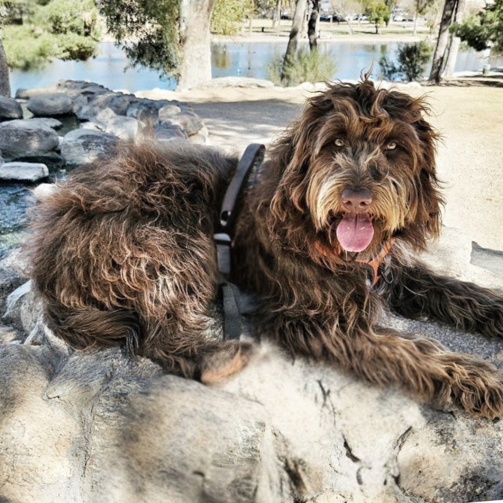 TicaRoja Cover Dog Runner up (1)