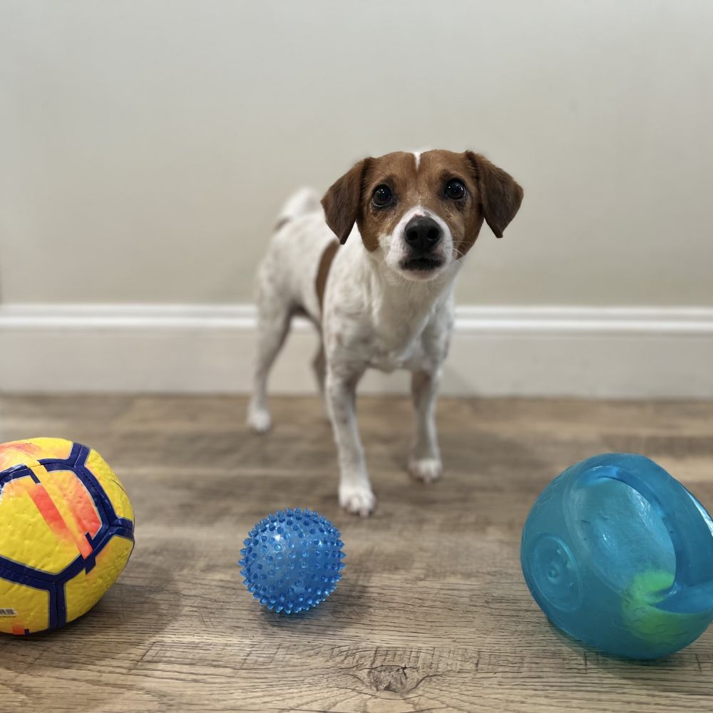 National Canine Fitness Month  For The Dog With Endless Energy: When Physical Exercise Isn’t Enough