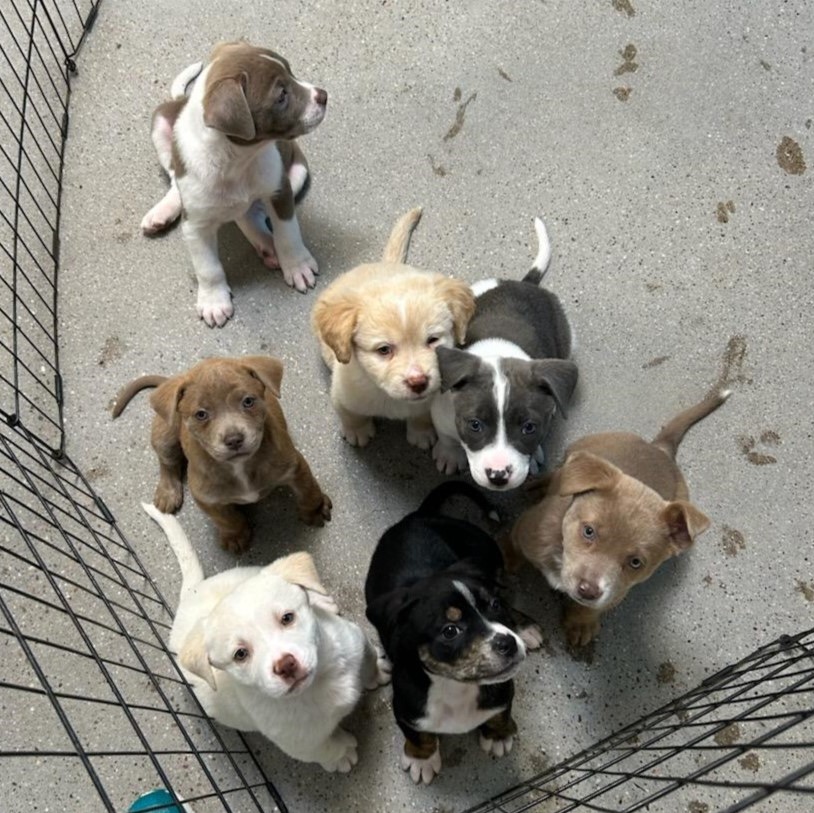 President Pups Sitting Edited