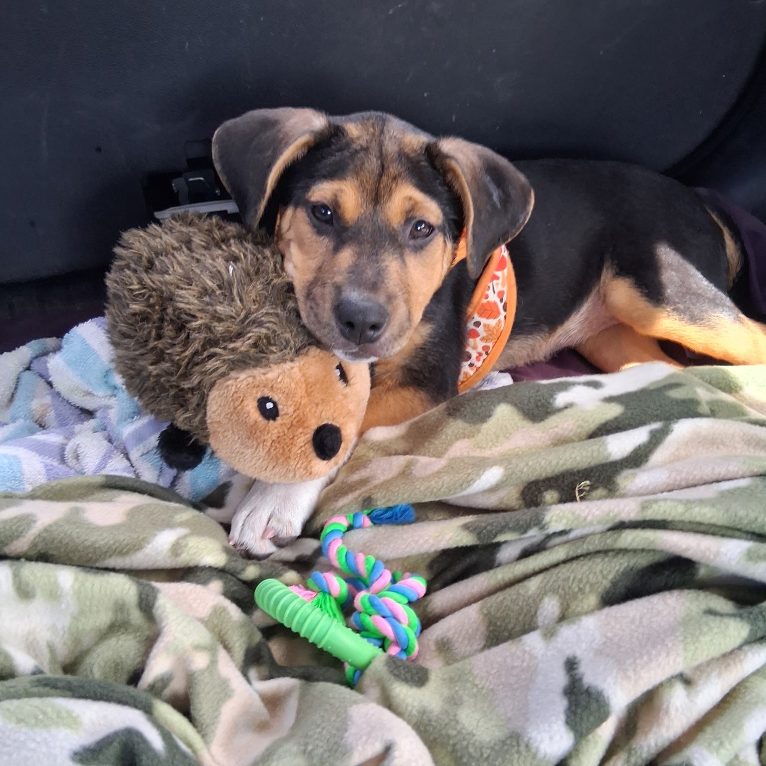 Parvovirus in Shelter Dogs: A Persistent and Preventable Threat