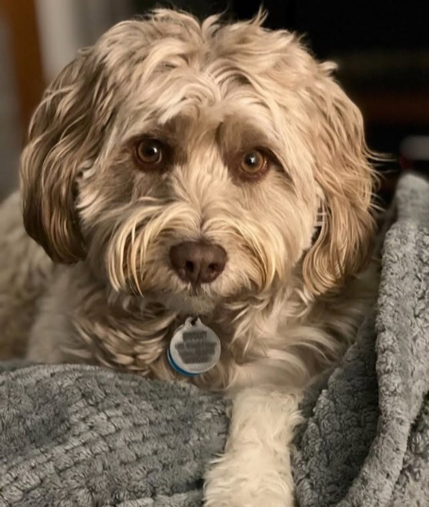 Biscuit