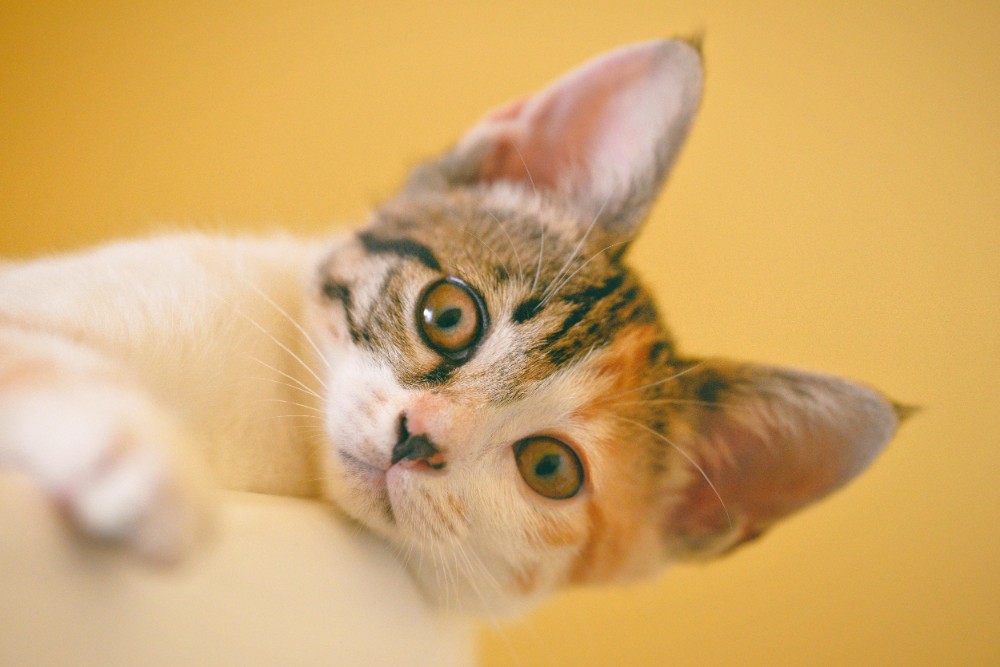 Ticks Cat
