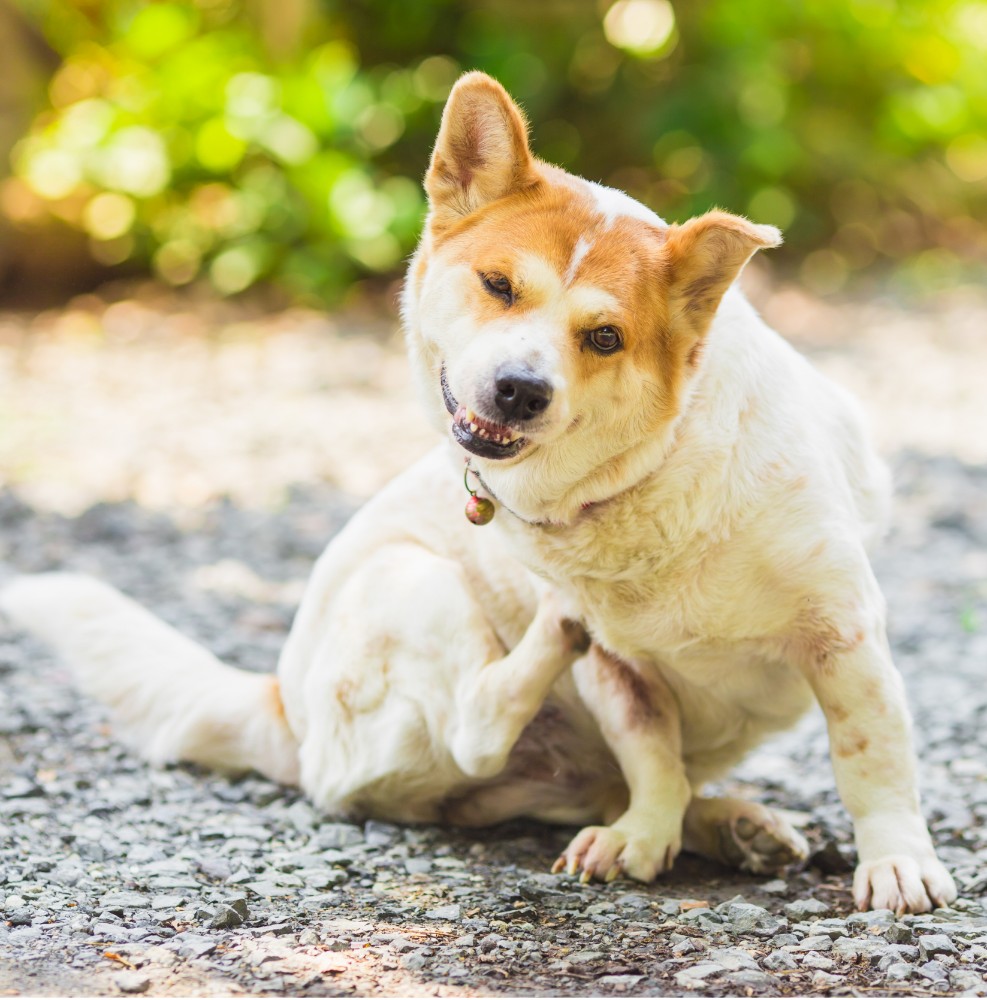 Ticked Off? Read About the Uptick in Ticks in Arizona!