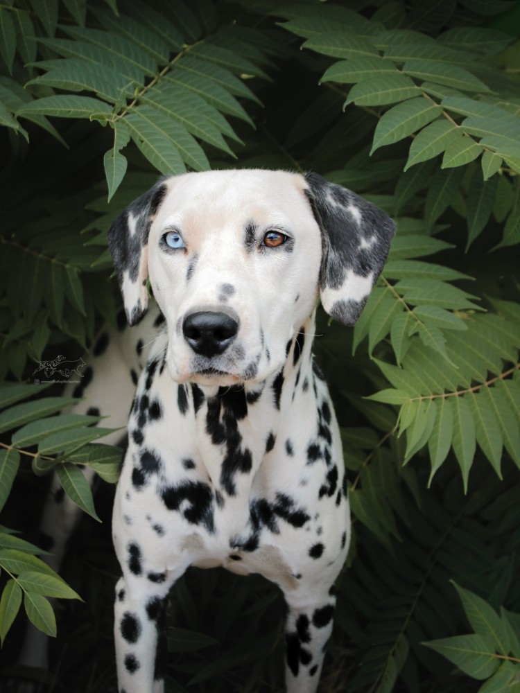 September – Deaf Dog Awareness Month:   What it’s Like Living with a Deaf Dog